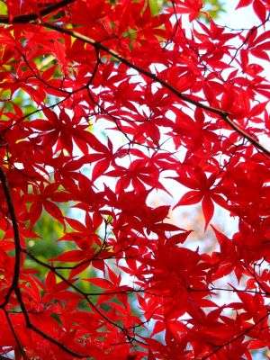 ささぶねの道（御影橋付近）
