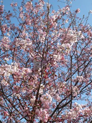 早渕川親水広場（神代曙）
