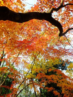 鴨池公園（ログハウス付近）
