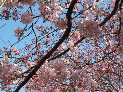 早渕川親水広場（神代曙）
