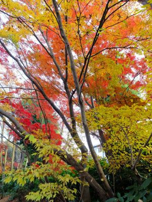 鴨池公園（ログハウス付近）
