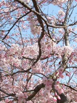 早渕川親水広場（神代曙）
