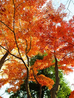 鴨池公園（まんまる広場）
