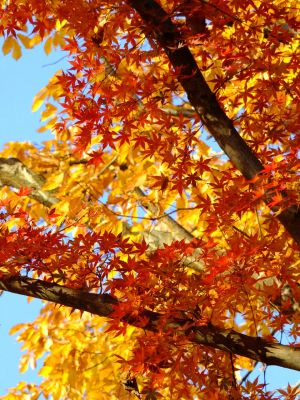 鴨池公園（まんまる広場）
