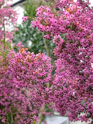 荏田東（エリカの花）
