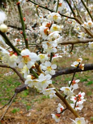 都筑中央公園ばじょうじ谷戸
