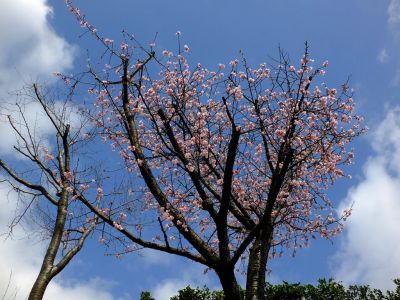 心行寺（彼岸桜？）
