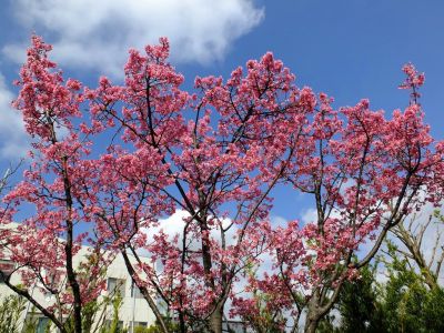 都筑区役所（都筑彼岸桜）
