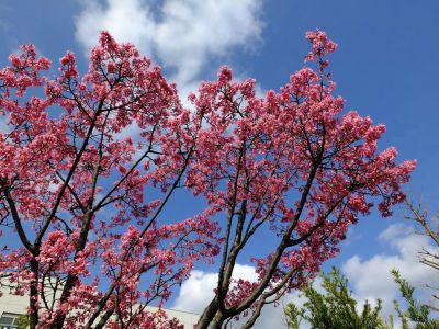 都筑区役所（都筑彼岸桜）
