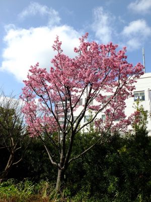 都筑区役所（都筑彼岸桜）
