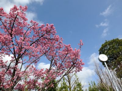 都筑区役所（都筑彼岸桜）
