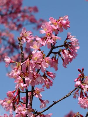 都筑区役所（都筑彼岸桜）
