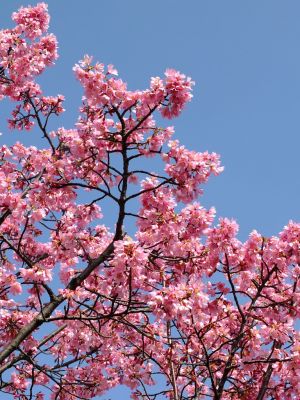 都筑区役所（都筑彼岸桜）
