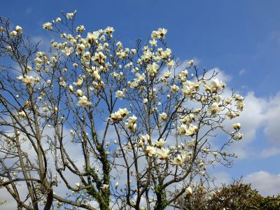 荏田東（モクレン）
