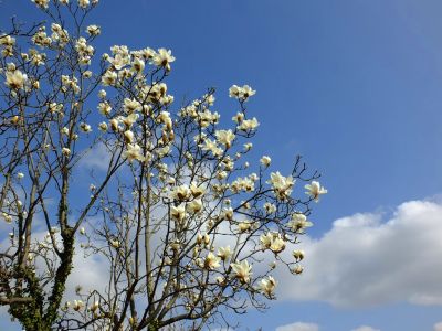荏田東（モクレン）
