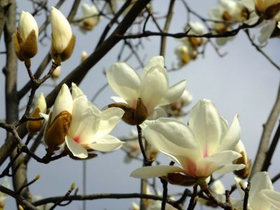 荏田東（モクレン）
