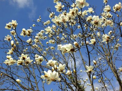 荏田東（モクレン）
