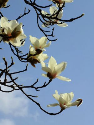 荏田東（モクレン）
