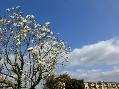 荏田東（モクレン）
