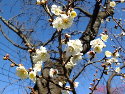 東方天満宮（ひがしがた）
