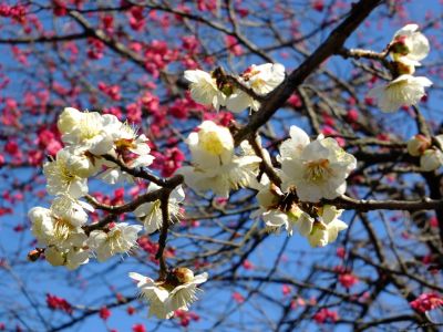 東方天満宮（ひがしがた）
