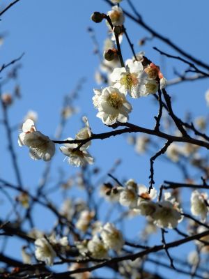 東方天満宮（ひがしがた）
