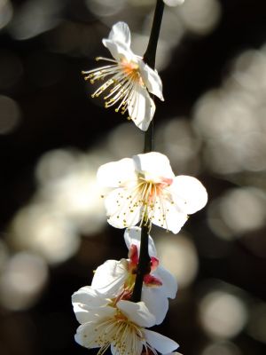 東方天満宮（ひがしがた）
