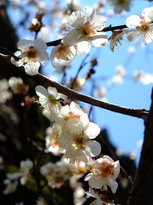 東方天満宮（ひがしがた）
