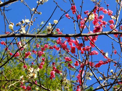 東方天満宮（ひがしがた）
