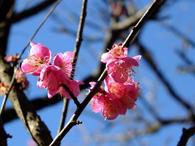 東方天満宮（ひがしがた）
