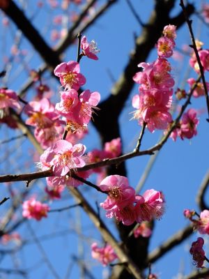 東方天満宮（ひがしがた）
