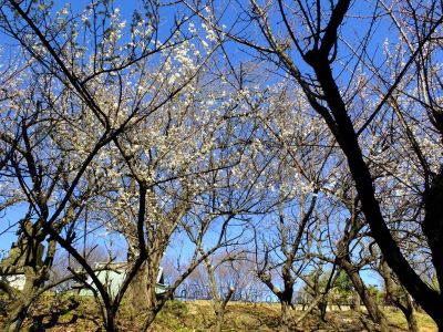東方天満宮（ひがしがた）
