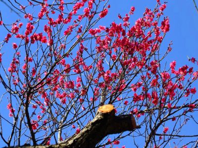東方天満宮（ひがしがた）
