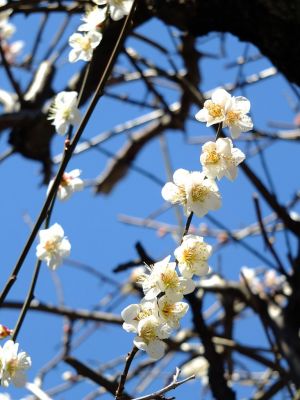 東方天満宮（ひがしがた）
