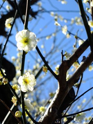 東方天満宮（ひがしがた）緑萼梅（りょくがくばい）
