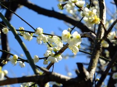 東方天満宮（ひがしがた）緑萼梅（りょくがくばい）

