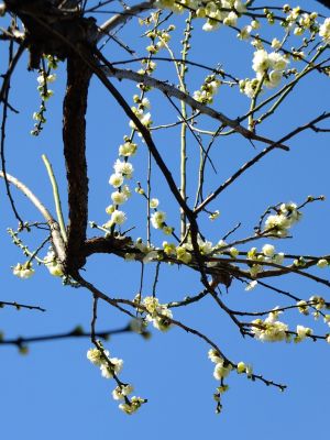 東方天満宮（ひがしがた）緑萼梅（りょくがくばい）
