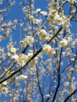 東方天満宮（ひがしがた）
