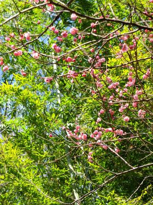東方天満宮（ひがしがた）
