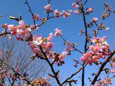 茅ヶ崎公園（河津ざくら）
