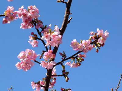 茅ヶ崎公園（河津ざくら）
