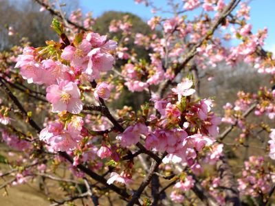 茅ヶ崎公園（河津ざくら）

