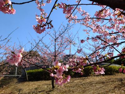 茅ヶ崎公園（河津ざくら）
