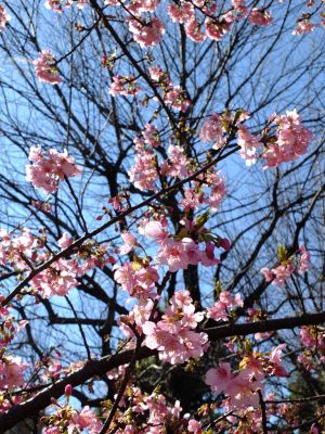 茅ヶ崎公園（河津ざくら）
