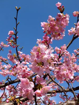 茅ヶ崎公園（河津ざくら）
