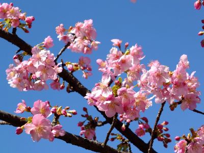 茅ヶ崎公園（河津ざくら）
