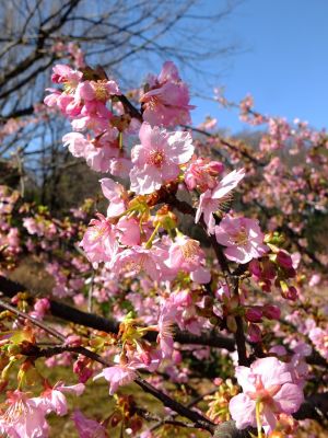 茅ヶ崎公園（河津ざくら）
