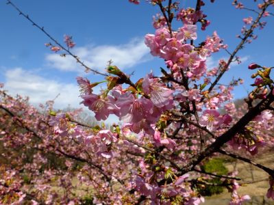 茅ヶ崎公園（河津ざくら）
