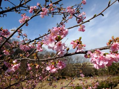 茅ヶ崎公園（河津ざくら）
