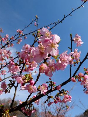 茅ヶ崎公園（河津ざくら）
